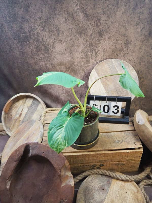 Homalomena Marble Variegata #3 Homalomena Marble Variegata #3