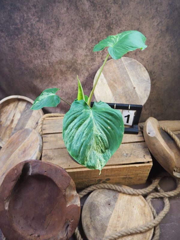 Homalomena Marble Variegata #1 Homalomena Marble Variegata #1