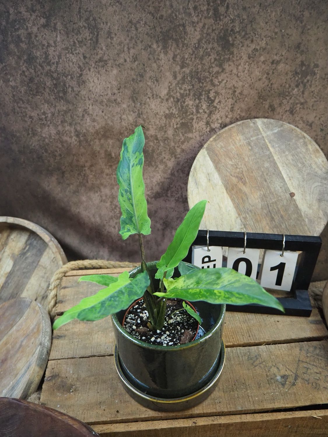Alocasia Lauterbachiana Variegata #1