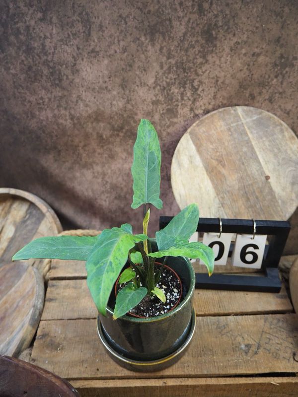 Alocasia Lauterbachiana Variegata #6 Alocasia Lauterbachiana Variegata #6
