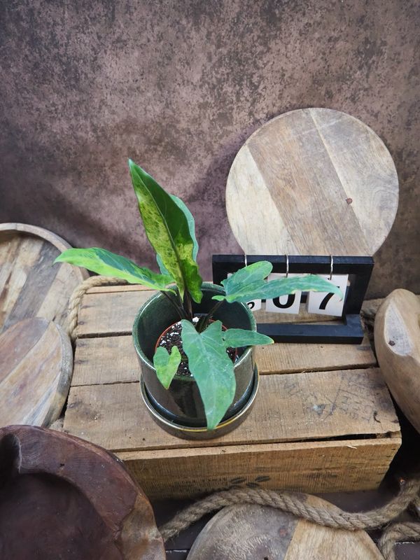Alocasia Lauterbachiana Variegata #7 Alocasia Lauterbachiana Variegata #7