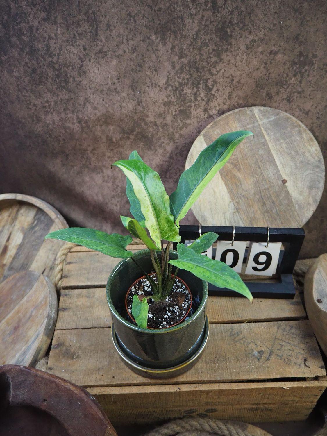 Alocasia Lauterbachiana Variegata #9