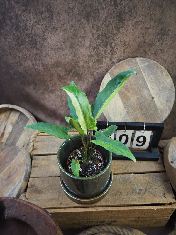 Alocasia Lauterbachiana Variegata #9 Alocasia Lauterbachiana Variegata #9