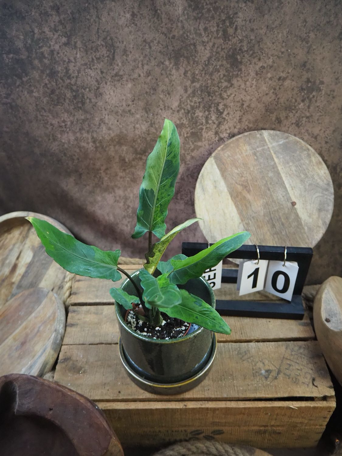 Alocasia Lauterbachiana Variegata #10 Alocasia Lauterbachiana Variegata #10