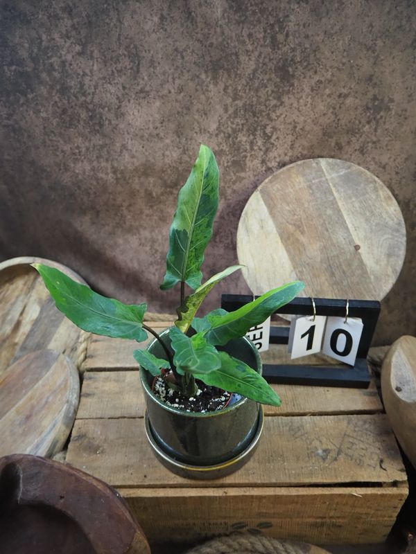 Alocasia Lauterbachiana Variegata #10 Alocasia Lauterbachiana Variegata #10