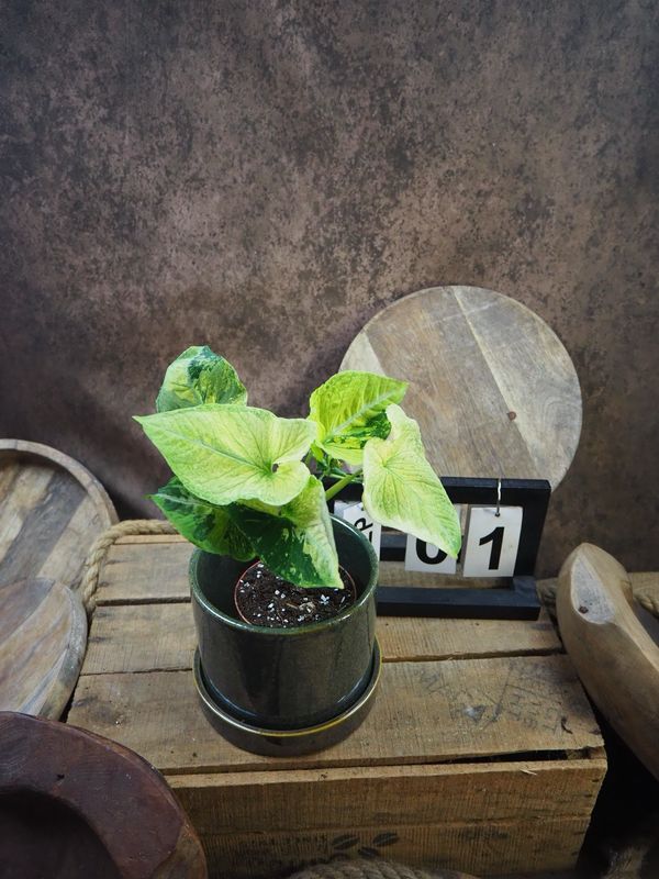 Syngonium Scrambled Eggs #1 Syngonium Scrambled Eggs #1