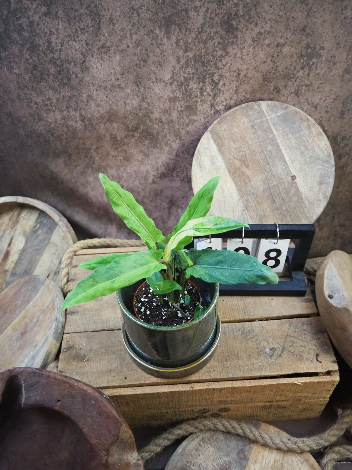 Alocasia Lauterbachiana Variegata #8