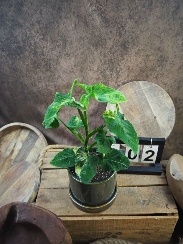 Syngonium Scrambled Eggs #2 Syngonium Scrambled Eggs #2