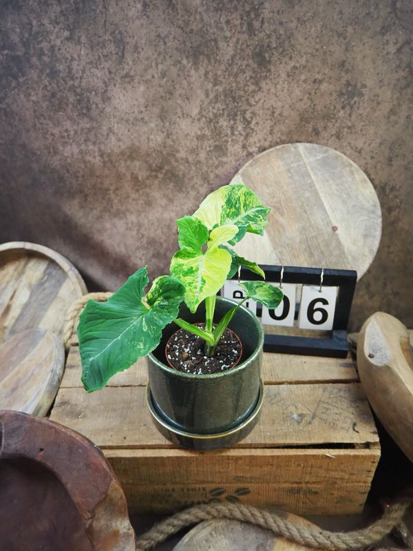 Syngonium Scrambled Eggs #6 Syngonium Scrambled Eggs #6