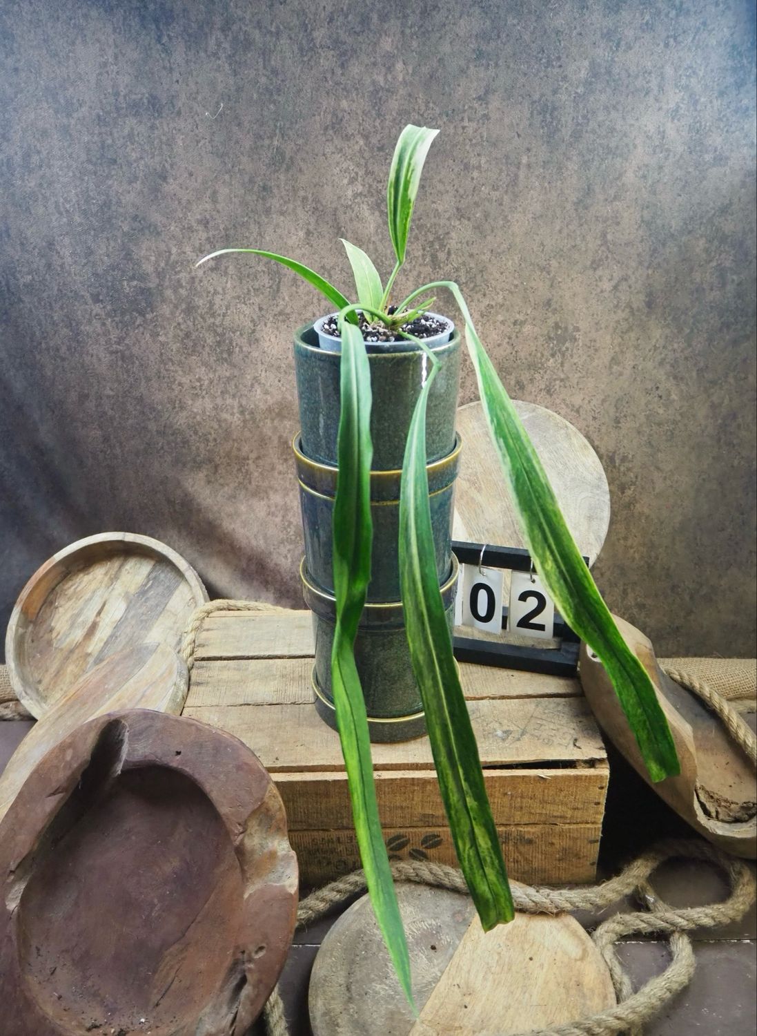 Anthurium vittarifolium Variegata #2 Anthurium vittarifolium Variegata #2