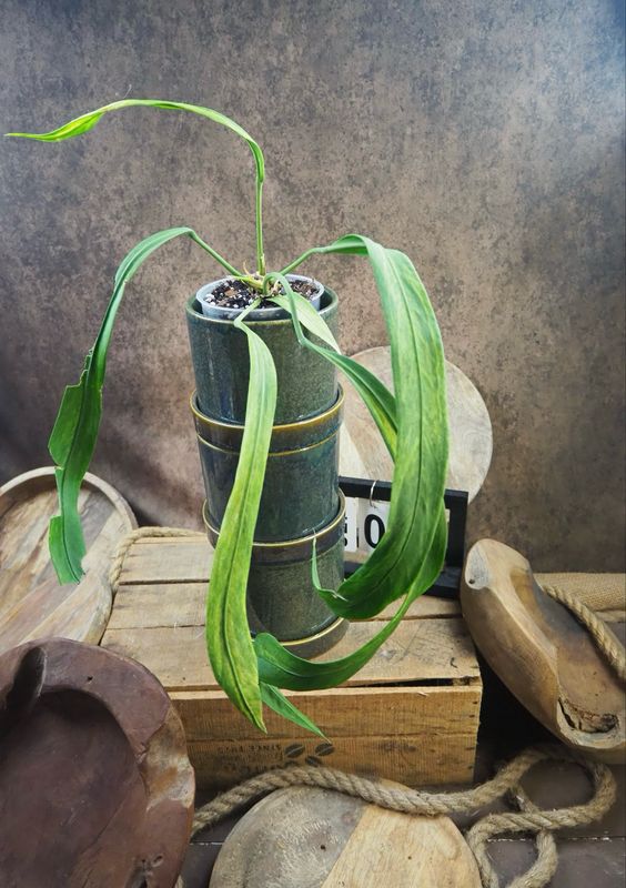 Anthurium vittarifolium Variegata #3 Anthurium vittarifolium Variegata #3