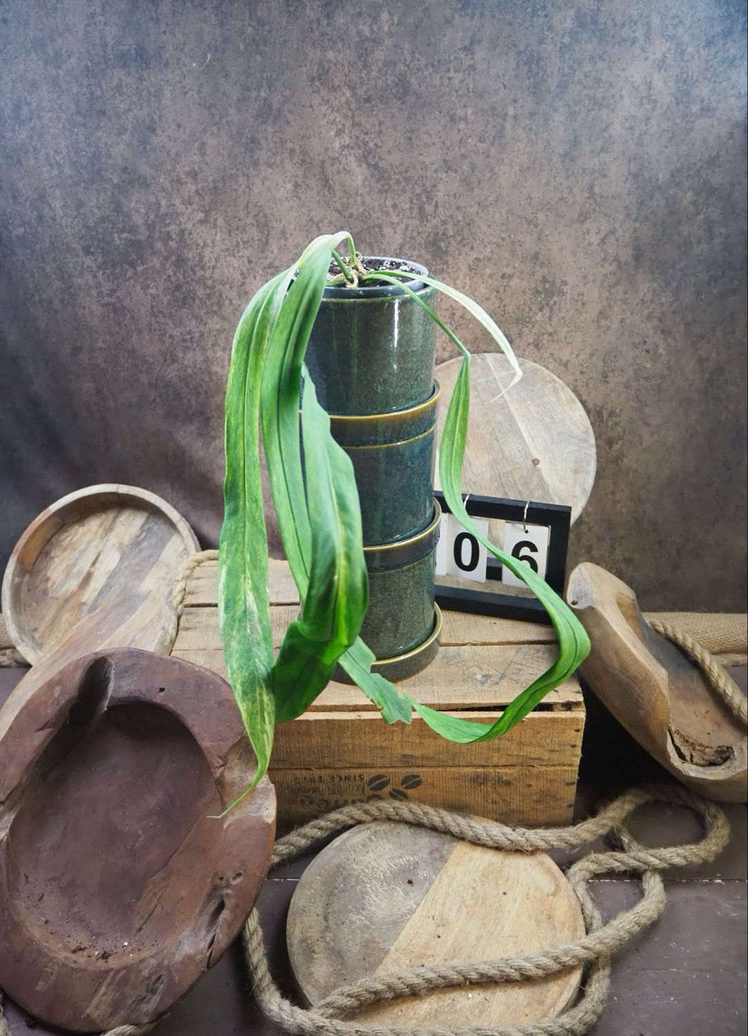 Anthurium vittarifolium Variegata #6 Anthurium vittarifolium Variegata #6