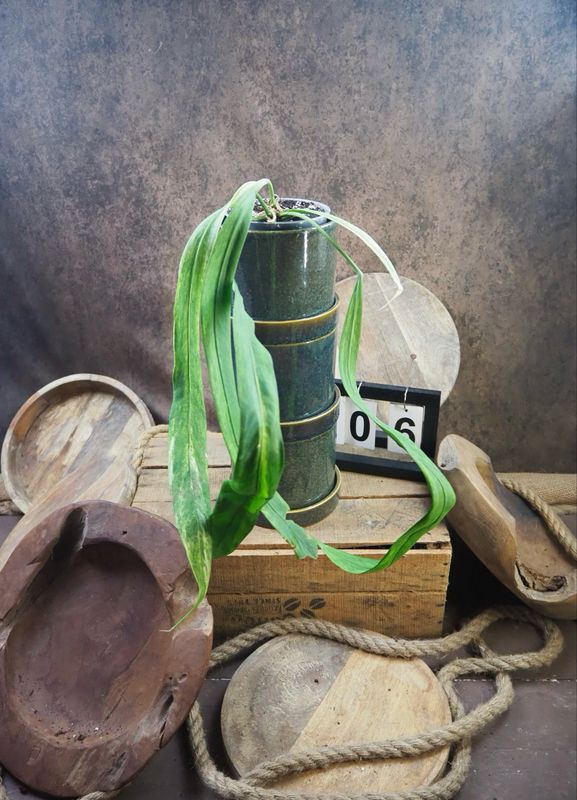 Anthurium vittarifolium Variegata #6 Anthurium vittarifolium Variegata #6