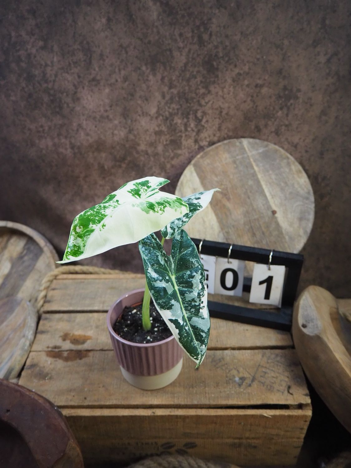 Alocasia Frydek Variegata #S1