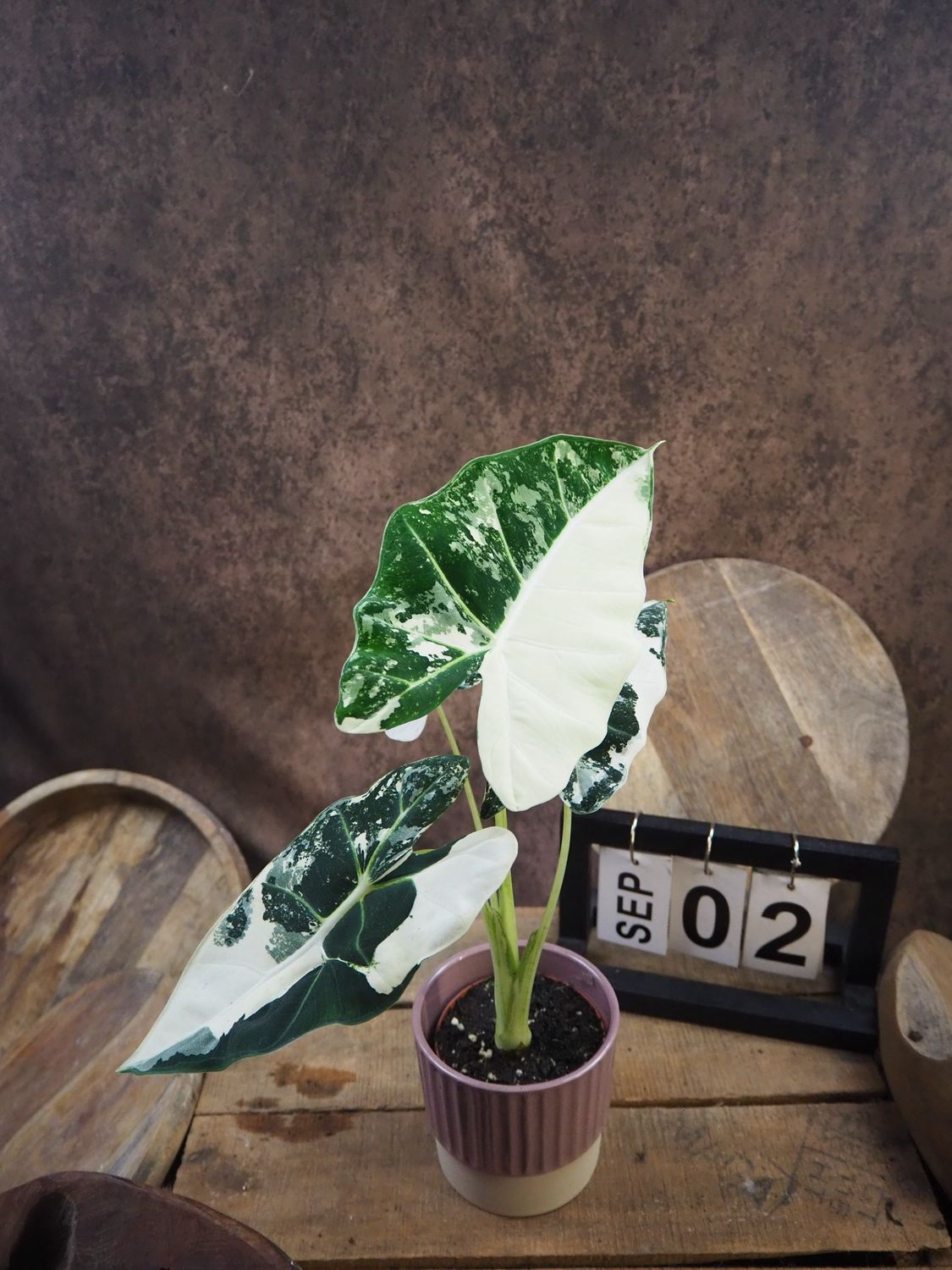 Alocasia Frydek Variegata #S2