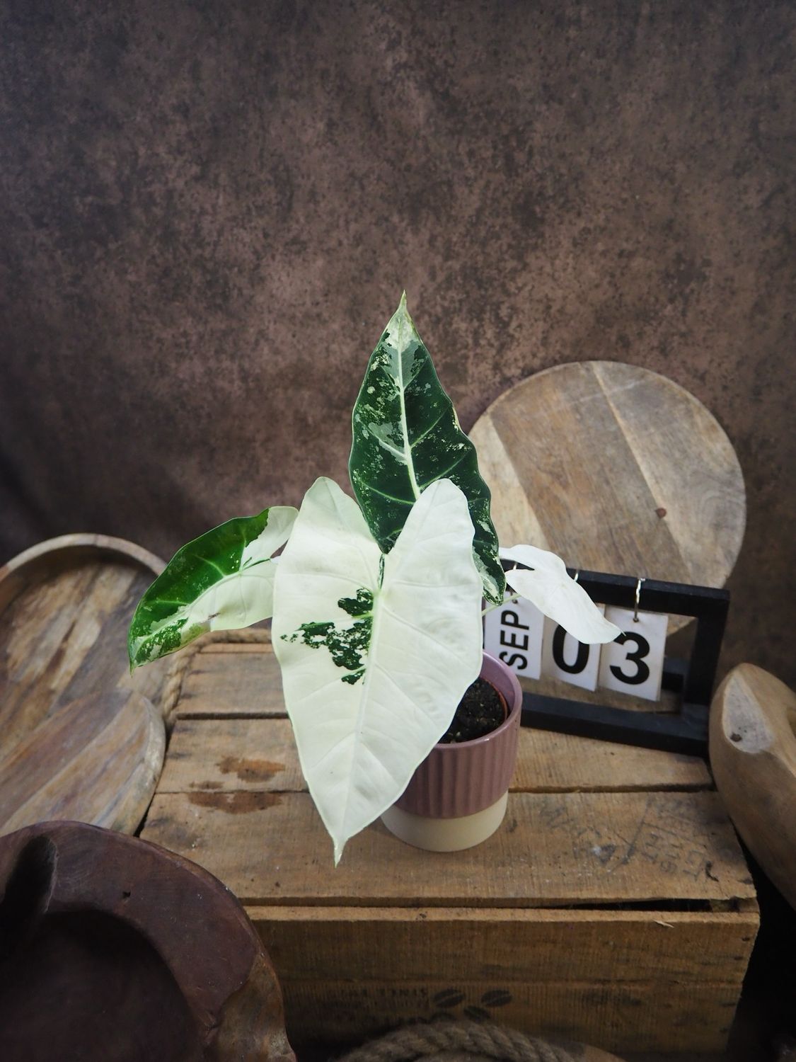 Alocasia Frydek Variegata #S3