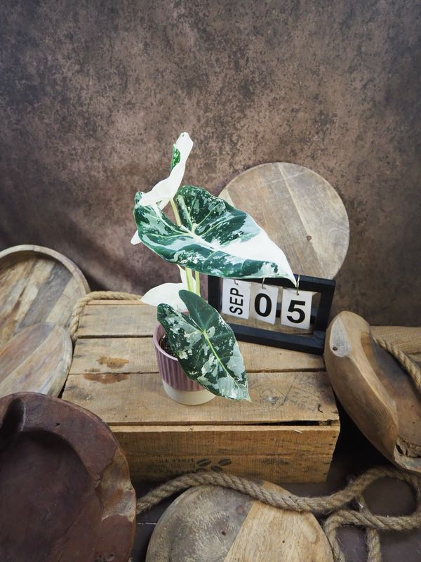 Alocasia Frydek Variegata #S5 Alocasia Frydek Variegata #S5