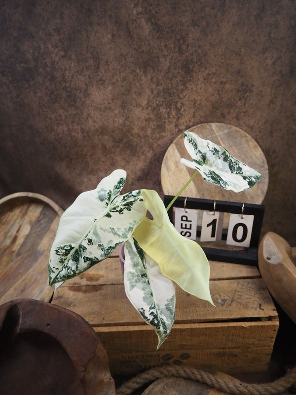 Alocasia Frydek Variegata #S10 Alocasia Frydek Variegata #S10