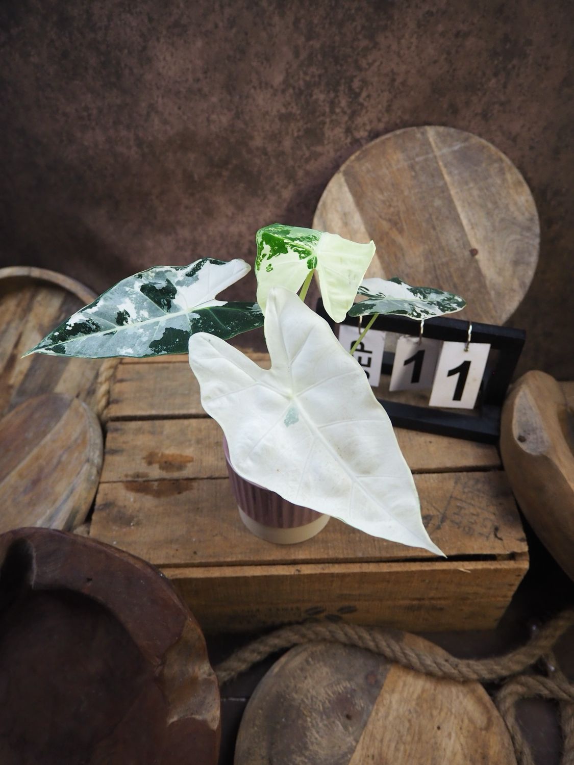 Alocasia Frydek Variegata #S11