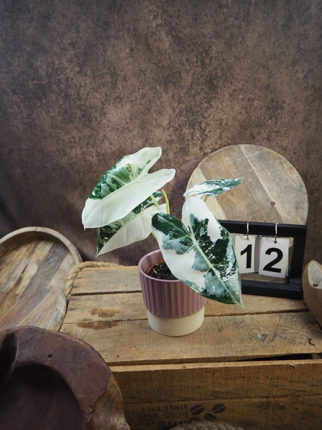 Alocasia Frydek Variegata #S12