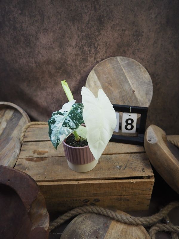 Alocasia Frydek Variegata #S8 Alocasia Frydek Variegata #S8