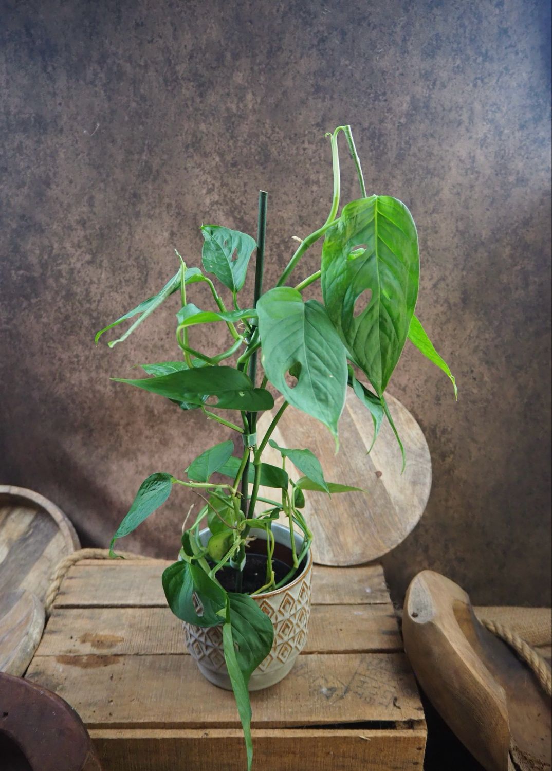 Monstera Adansonii acuminata Monstera Adansonii acuminata