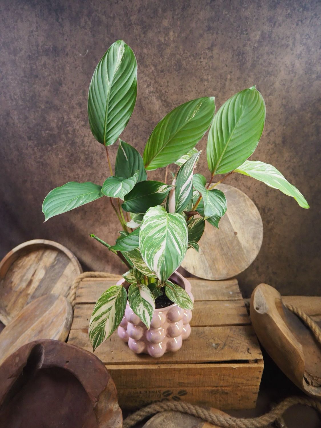 Calathea glaza variegata Calathea glaza variegata