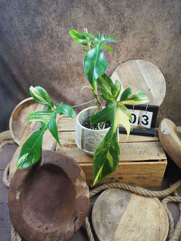Philodendron Florida Beauty #3