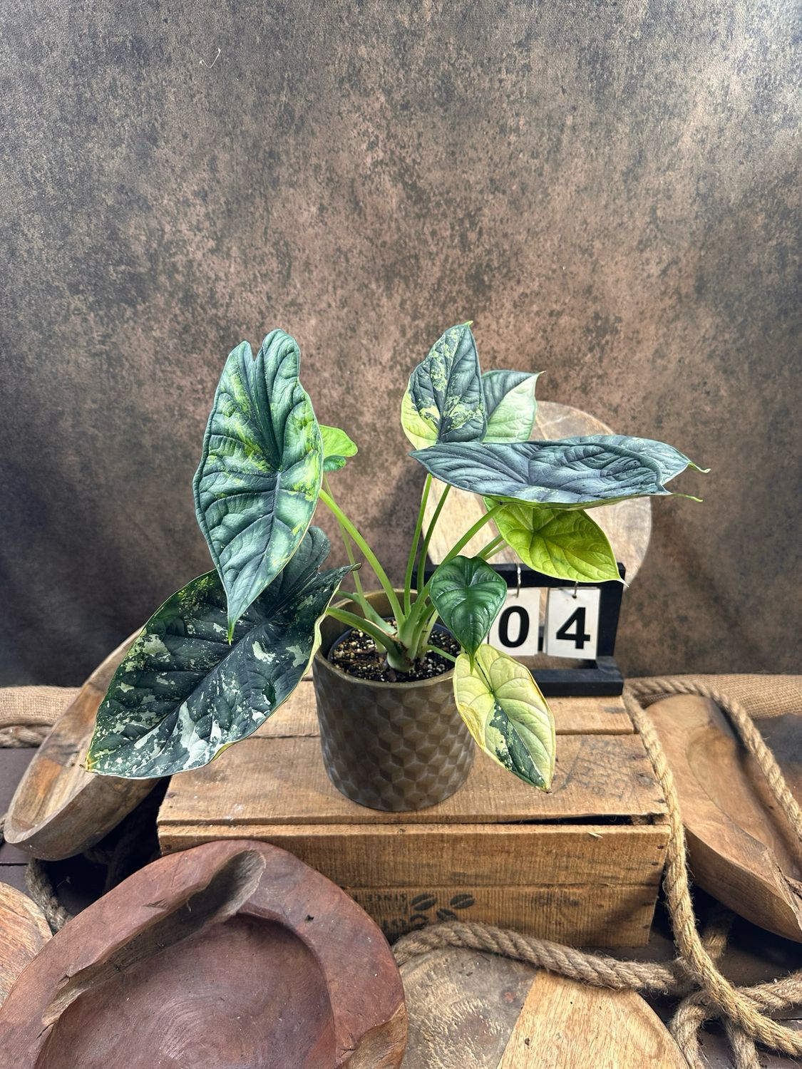 Alocaisa Dragon Scale Variegata #4