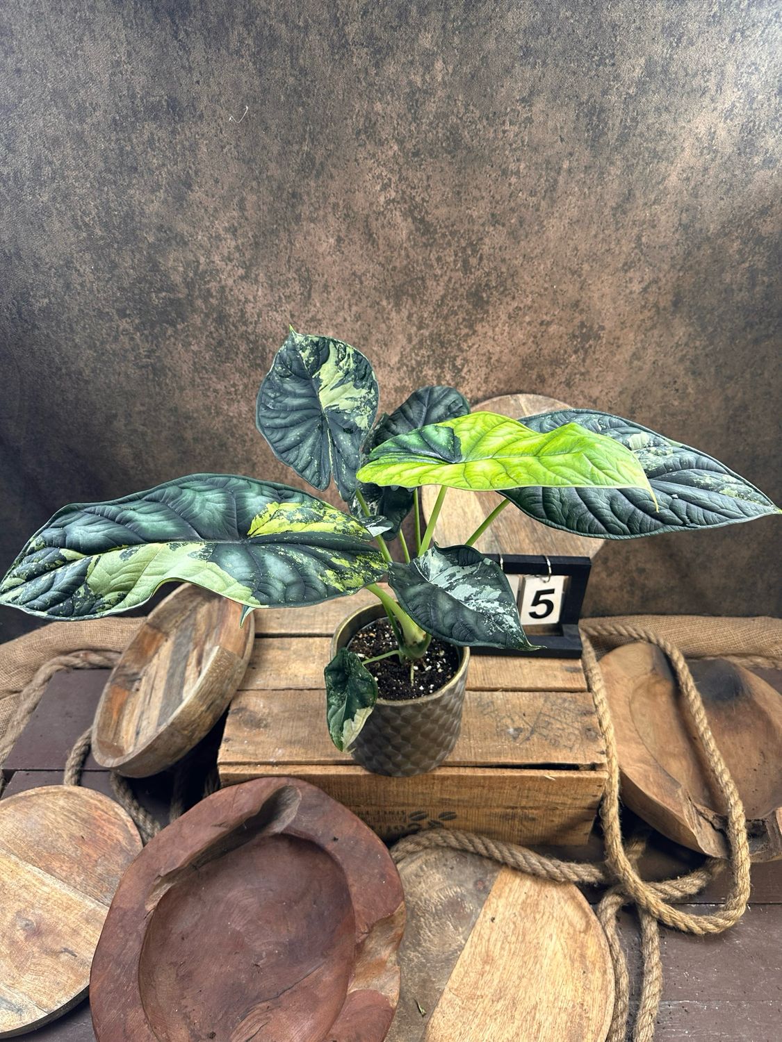 Alocaisa Dragon Scale Variegata #5