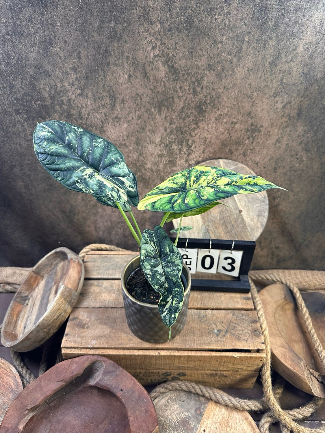 Alocaisa Dragon Scale Variegata #3