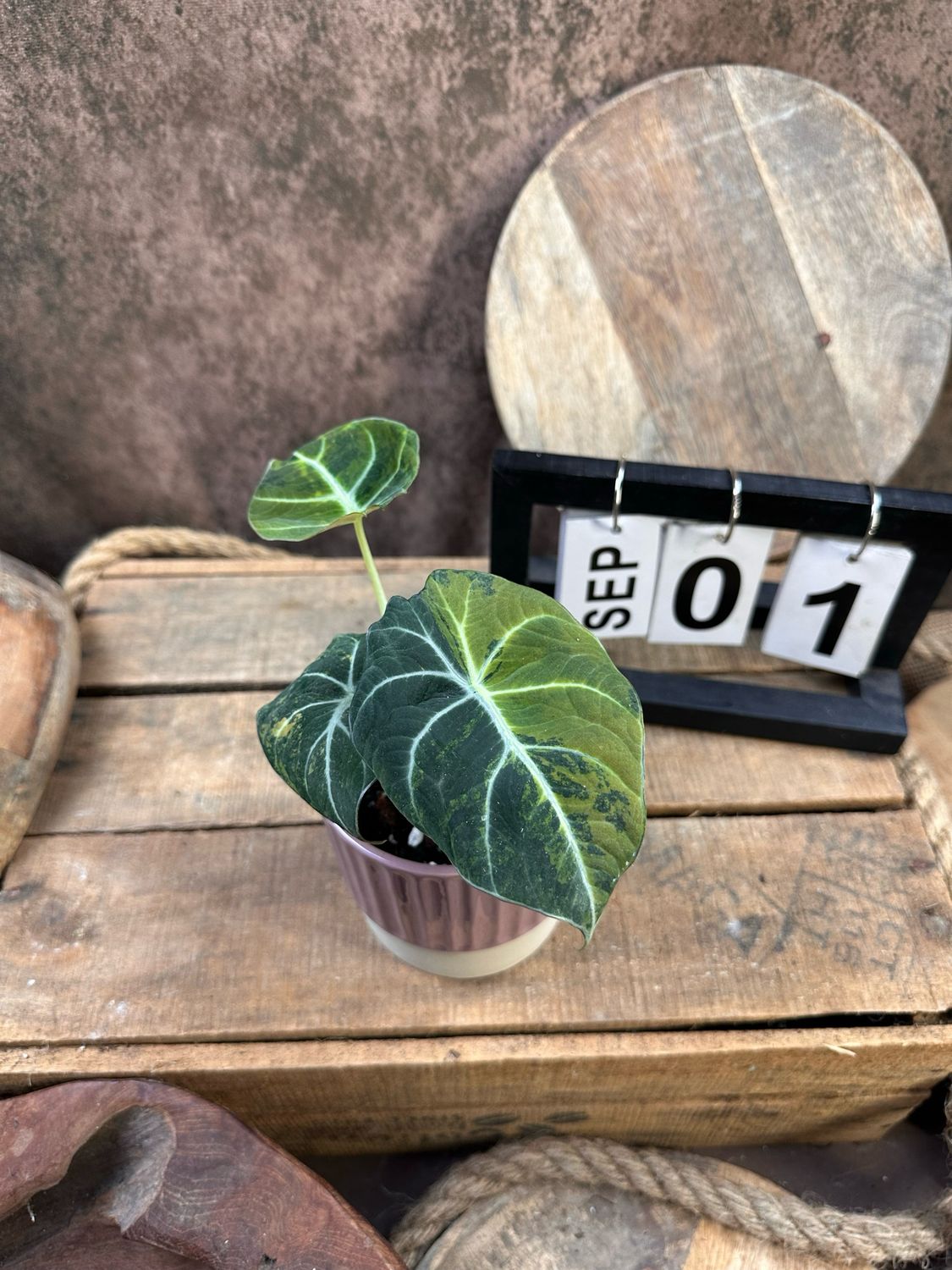 Alocasia Black Velvet Gold Variegata #1 Alocasia Black Velvet Gold Variegata #1