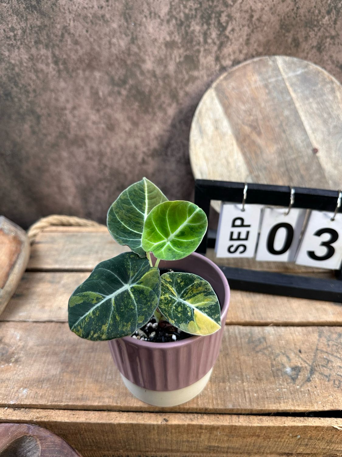 Alocasia Black Velvet Gold Variegata #3