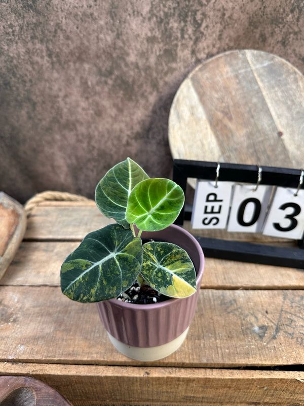 Alocasia Black Velvet Gold Variegata #3 Alocasia Black Velvet Gold Variegata #3