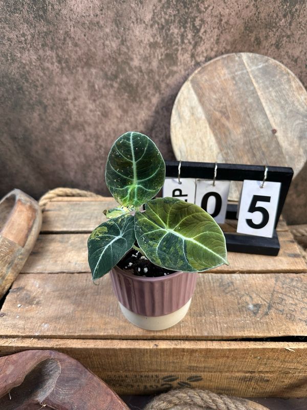 Alocasia Black Velvet Gold Variegata #5 Alocasia Black Velvet Gold Variegata #5