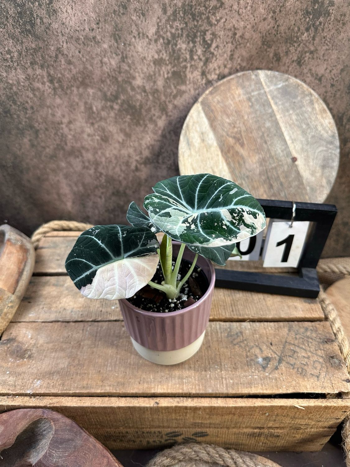 Alocasia Black Velvet Pink Variegata #1