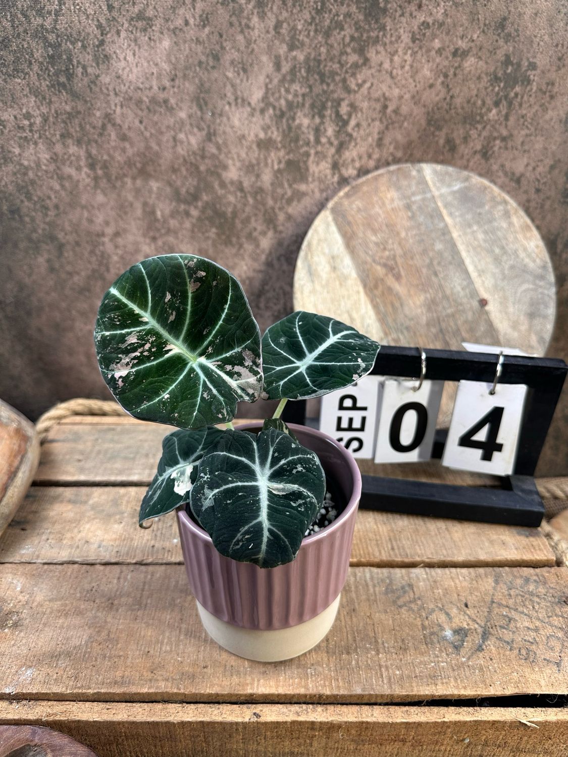 Alocasia Black Velvet Pink Variegata #3