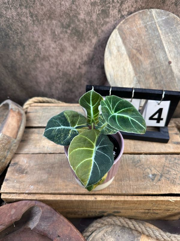 Alocasia Black Velvet Gold Variegata #4 Alocasia Black Velvet Gold Variegata #4