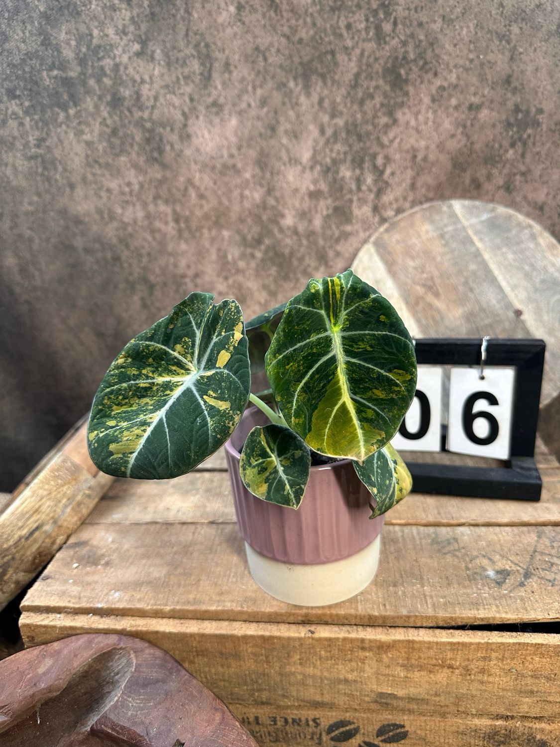 Alocasia Black Velvet Gold Variegata #6