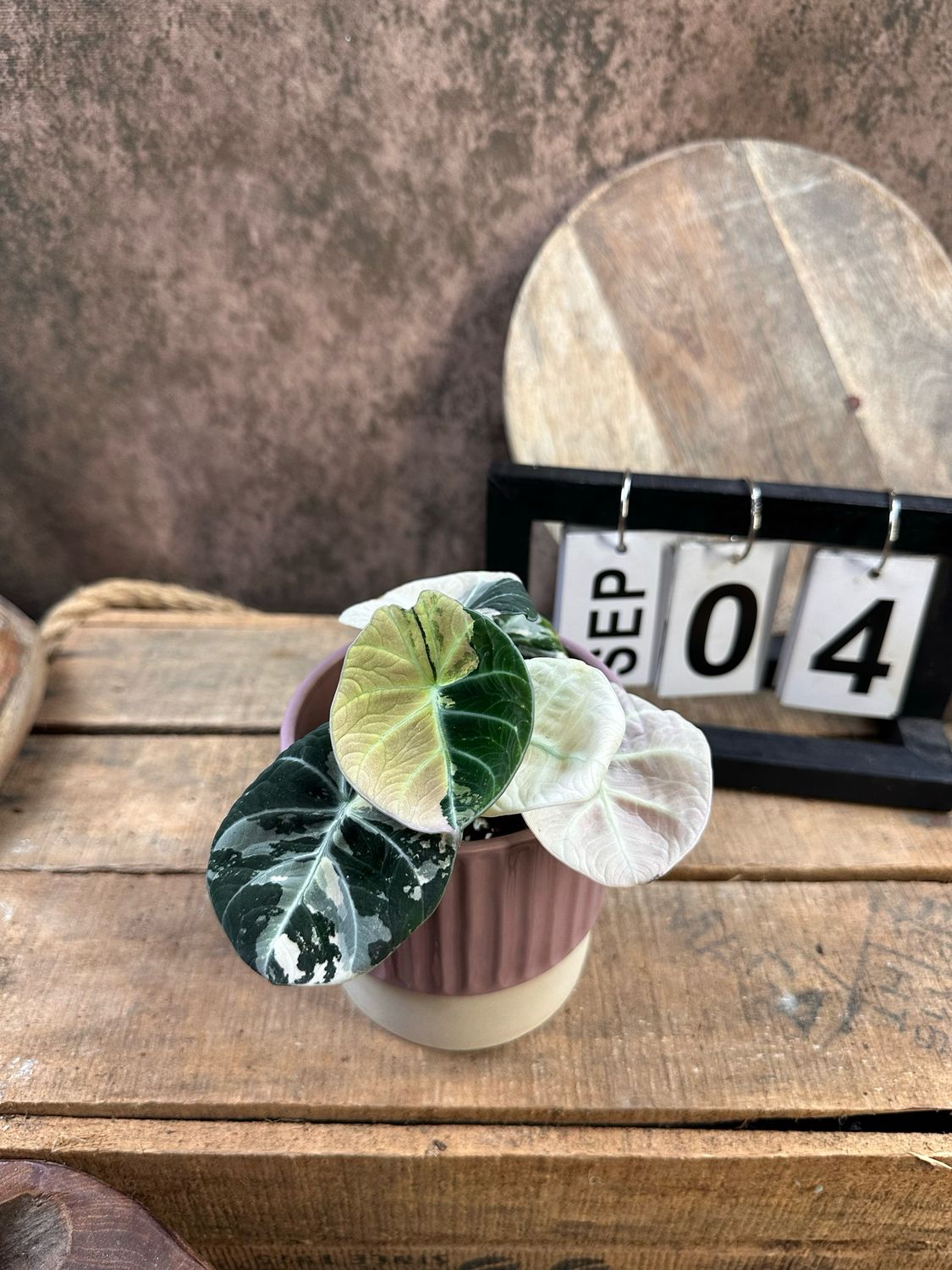 Alocasia Black Velvet Pink Variegata #4