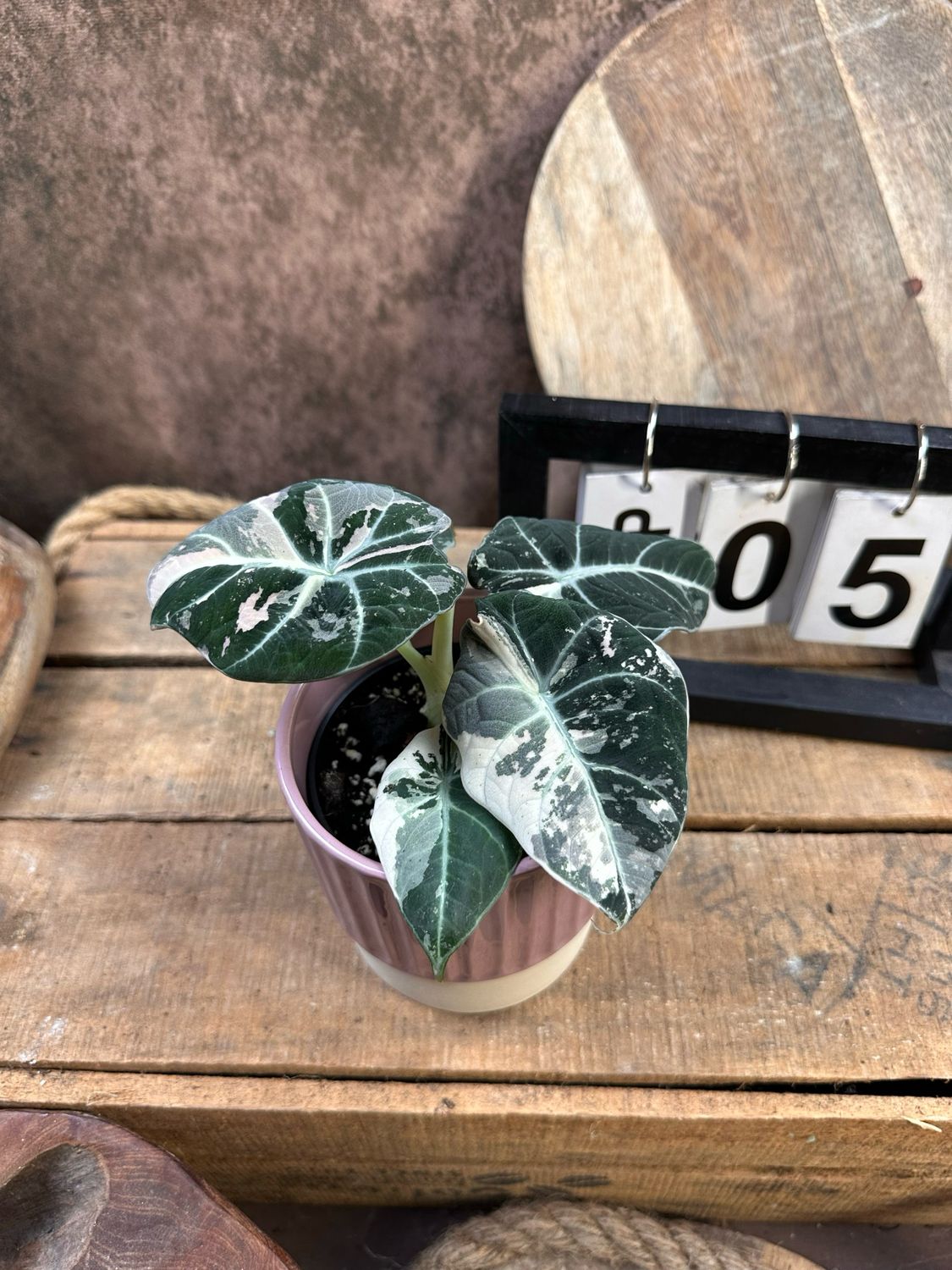 Alocasia Black Velvet Pink Variegata #5