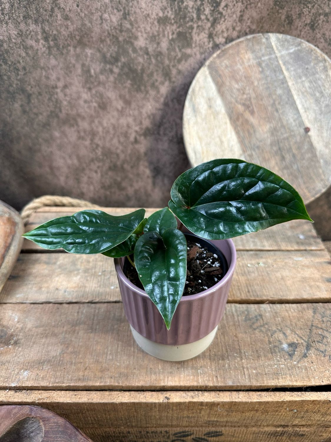 Anthurium Luxurians x Radicans S