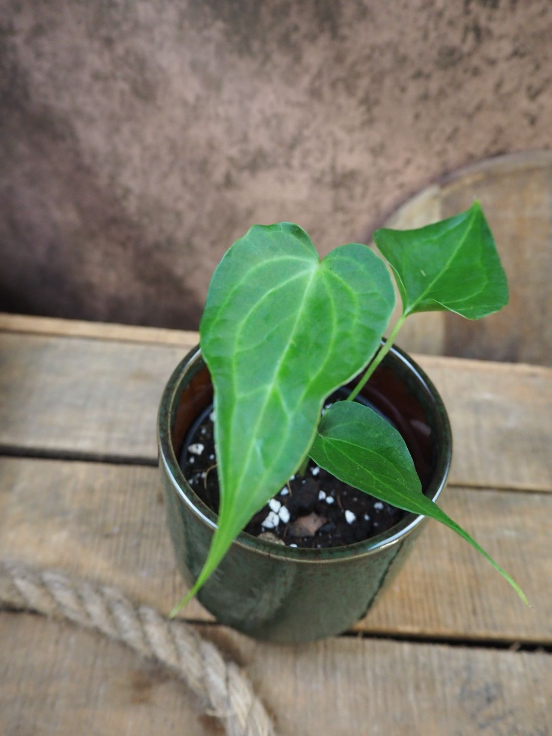 Anthurium Delta Force