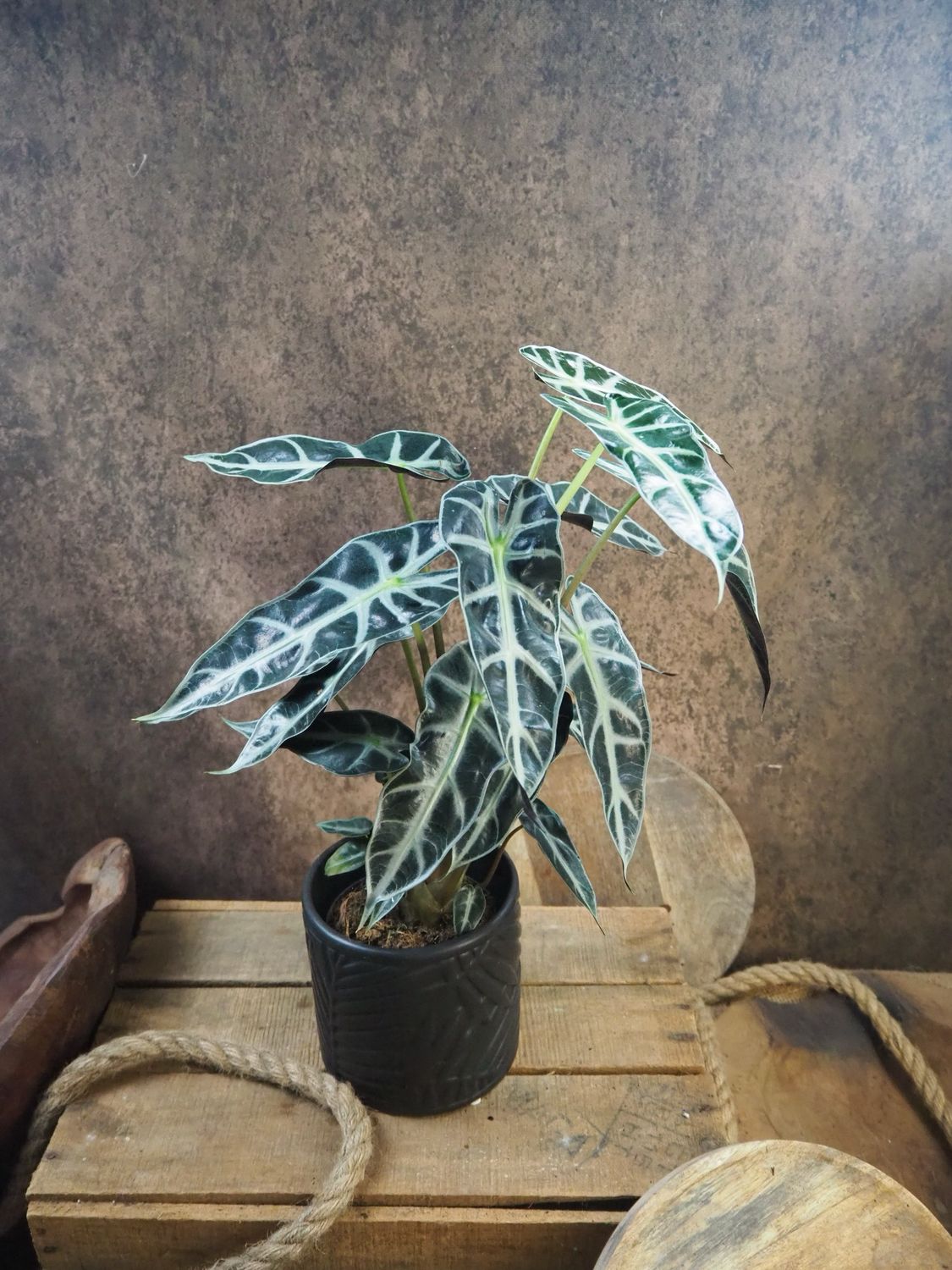 Alocasia Bambino Alocasia Bambino