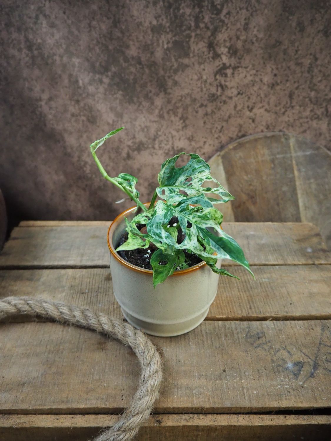 Monstera Frozen Flecked Monstera Frozen Flecked
