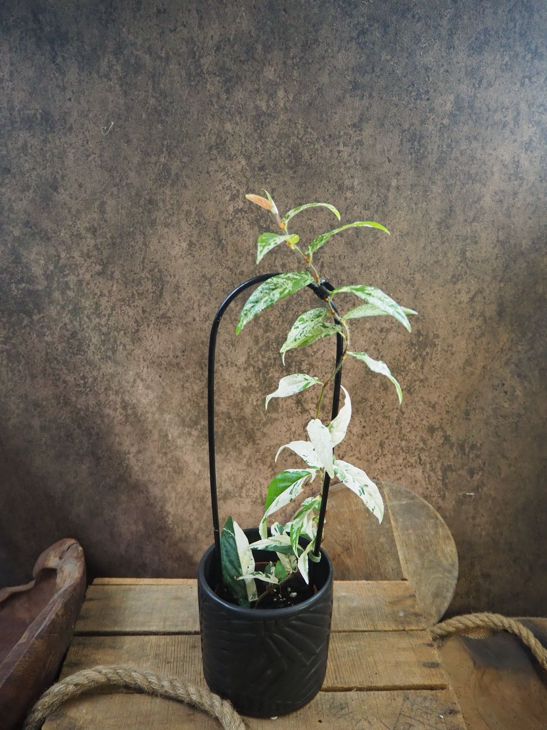 Ficus sagittata pink variegata