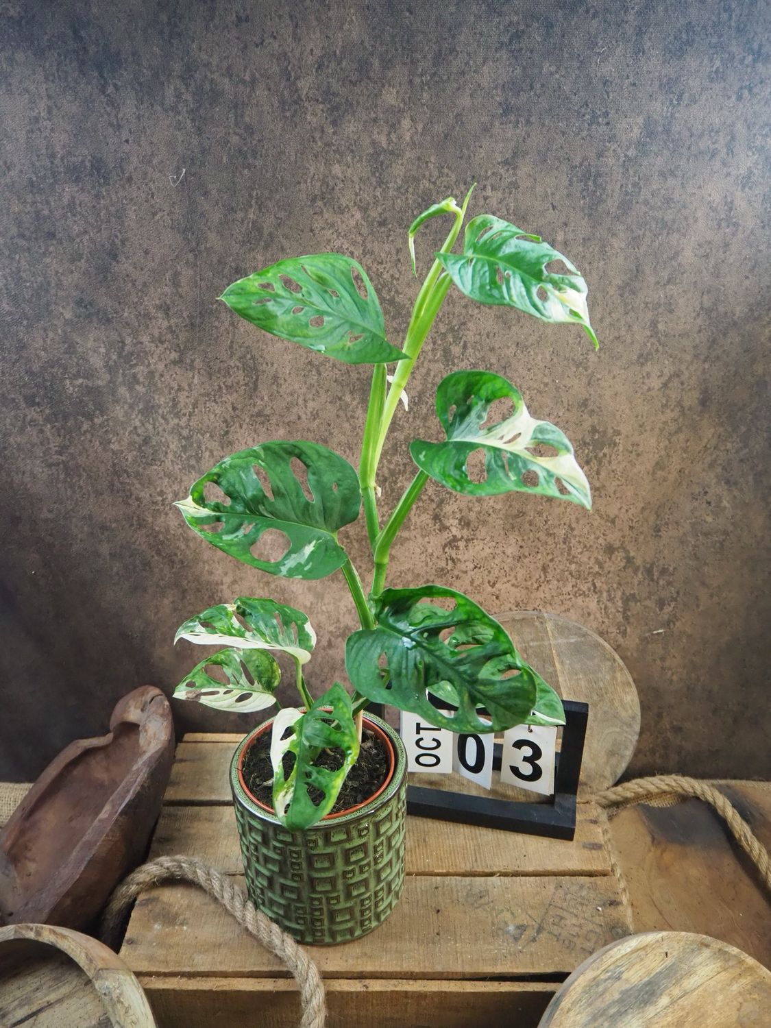 Monstera adansonii Albo Variegata #3