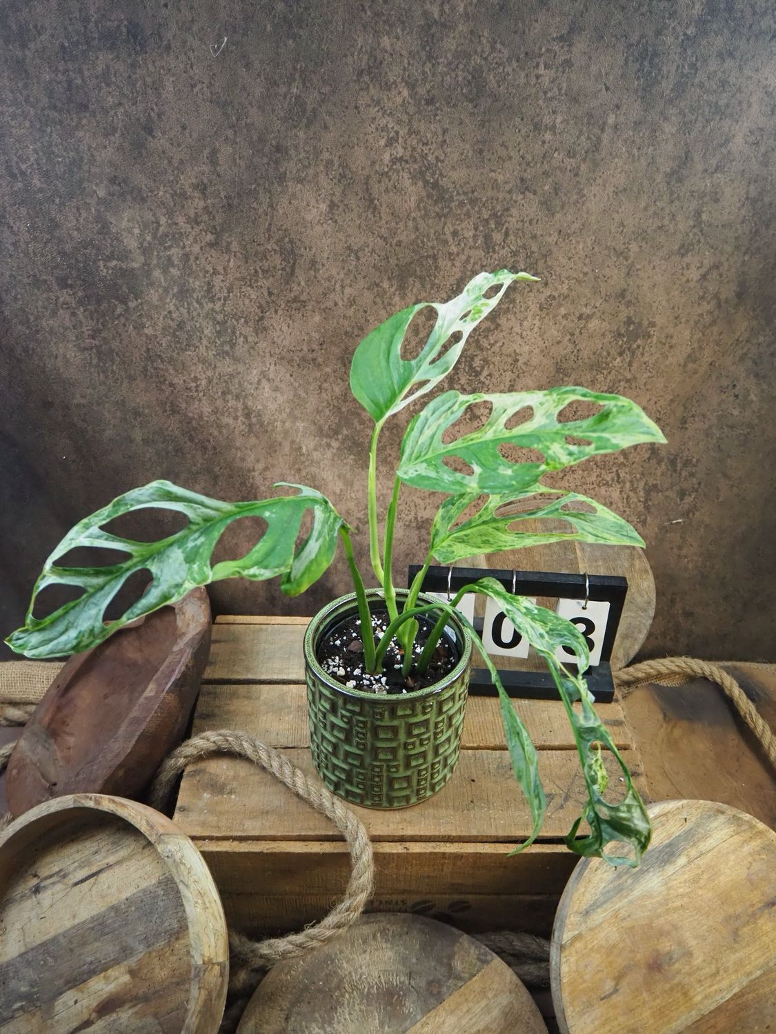 Monstera Indonesian Marble #3