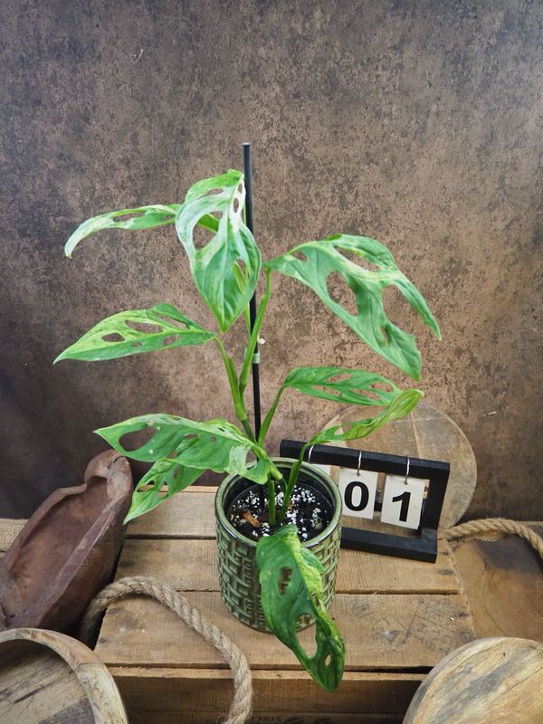 Monstera Indonesian Marble #1 Monstera Indonesian Marble #1