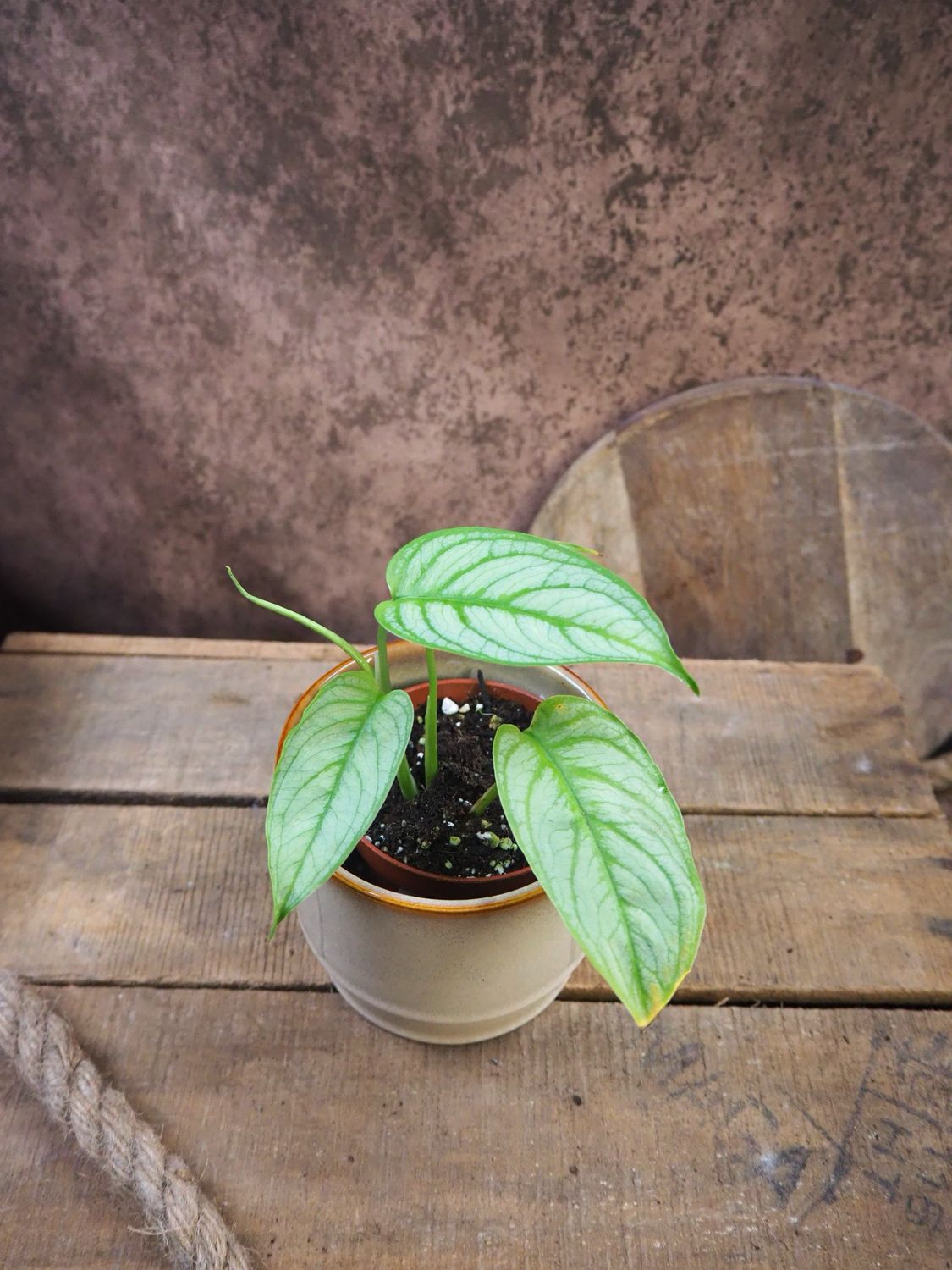 Monstera siltepecana El Salvador